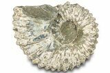 Bumpy Ammonite (Douvilleiceras) Fossil - Madagascar #289093-1